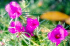 路傍の花・・・