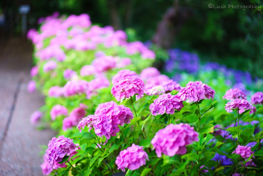 今日の紫陽花・・・・