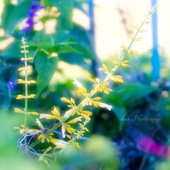 路傍の花・・・