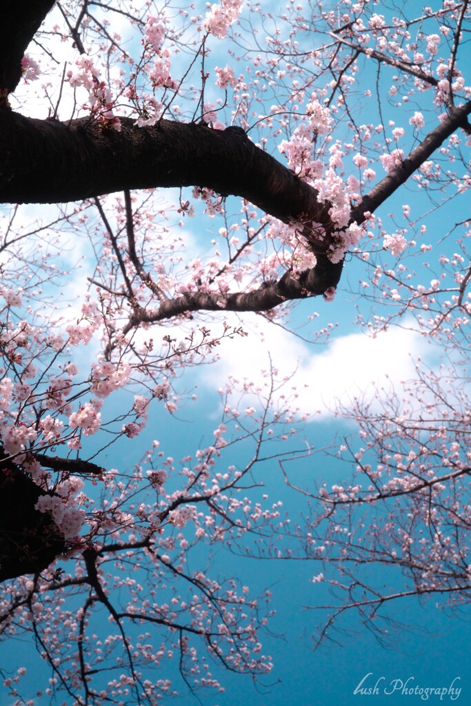 桜・・・・