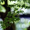 高野山の青もみじ・・・・