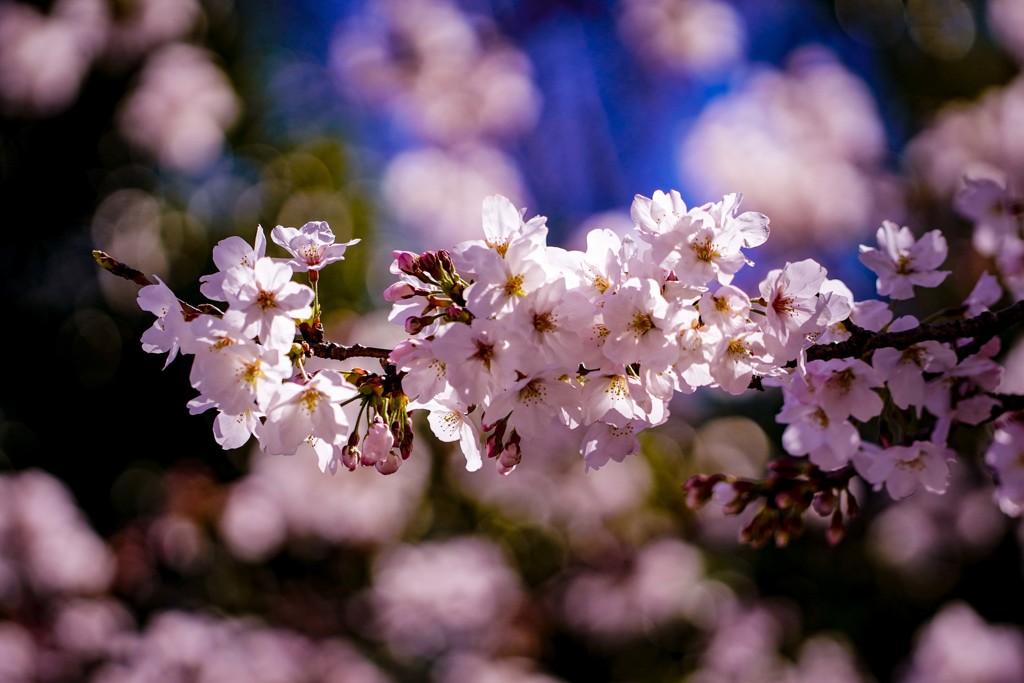 sakura