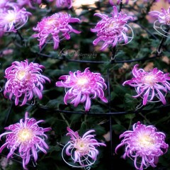 菊花展にて・・・