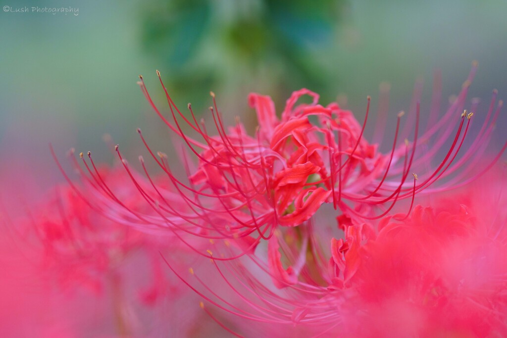 曼殊沙華・・・・