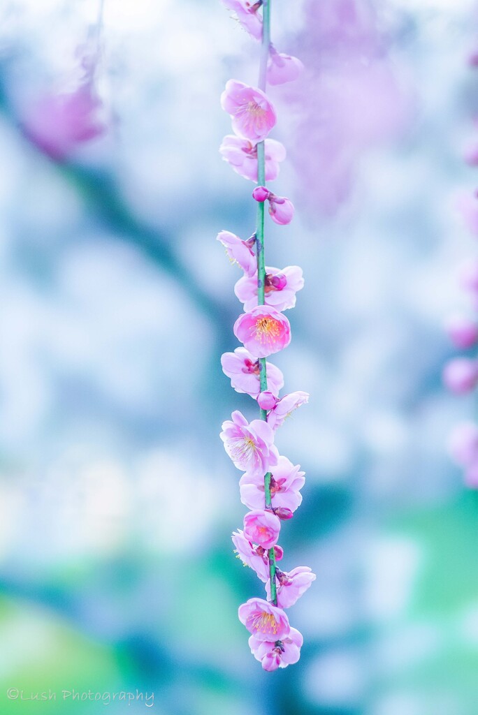 紅梅・・・・