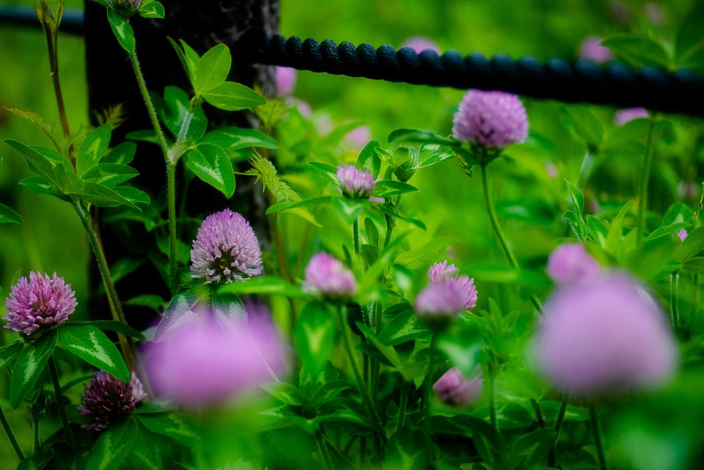 路傍の花・・・・