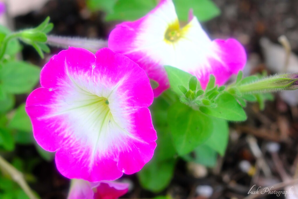 路傍の花・・・・