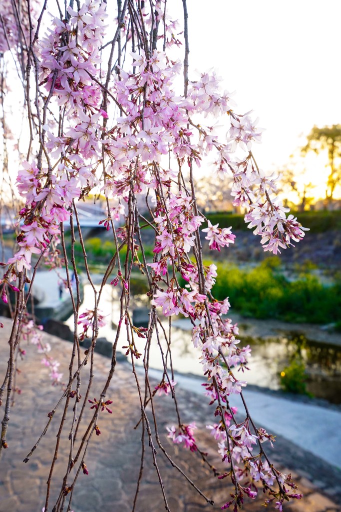 sakura