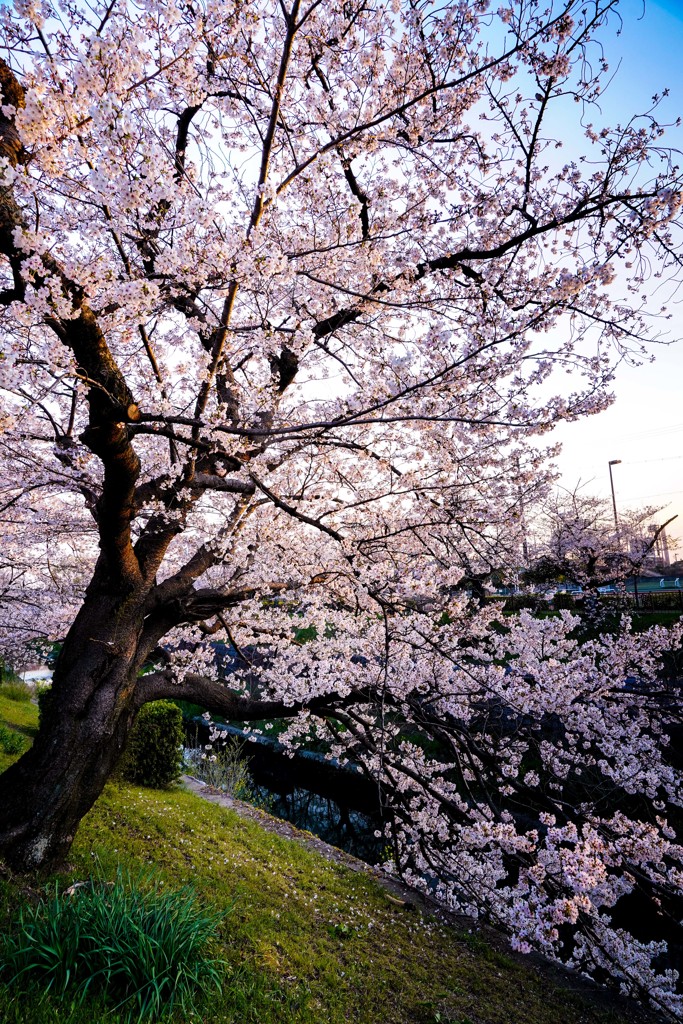 sakura