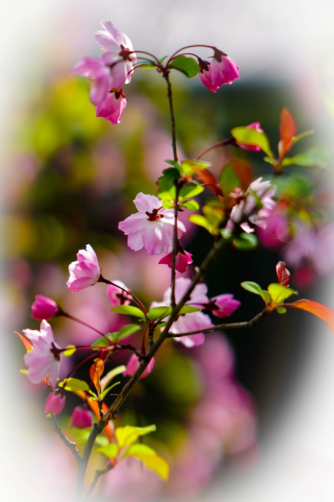 路傍の花（ハナカイドウ）