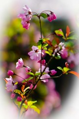 路傍の花（ハナカイドウ）