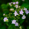 路傍の花・・・