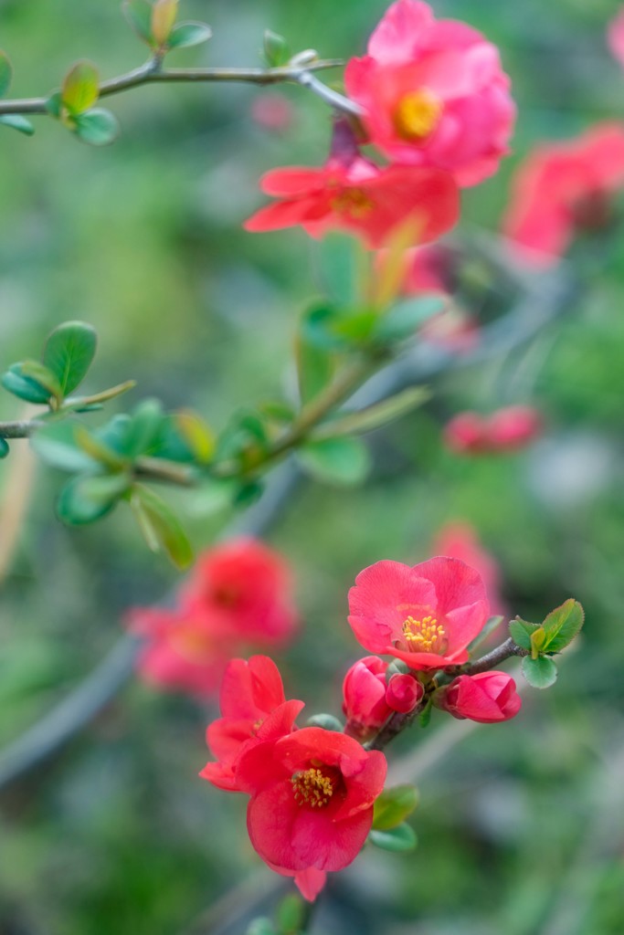 路傍の花