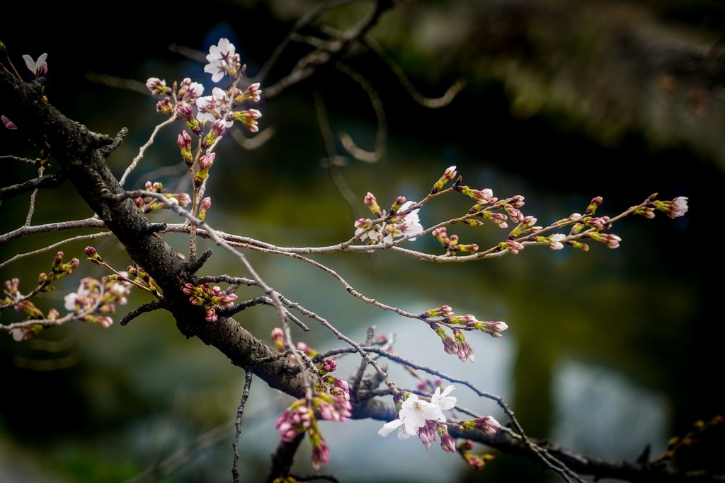 今日の開花状況