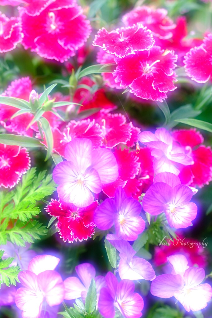 路傍の花・・・
