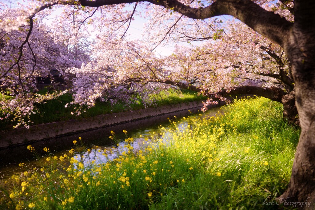 桜・・・・