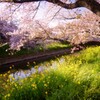 桜・・・・