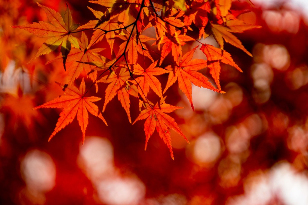 秋葉山慈眼寺の秋色