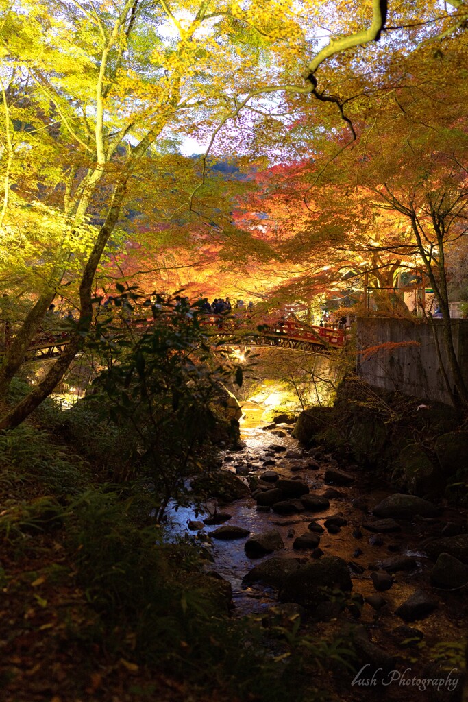 紅葉祭り・・・