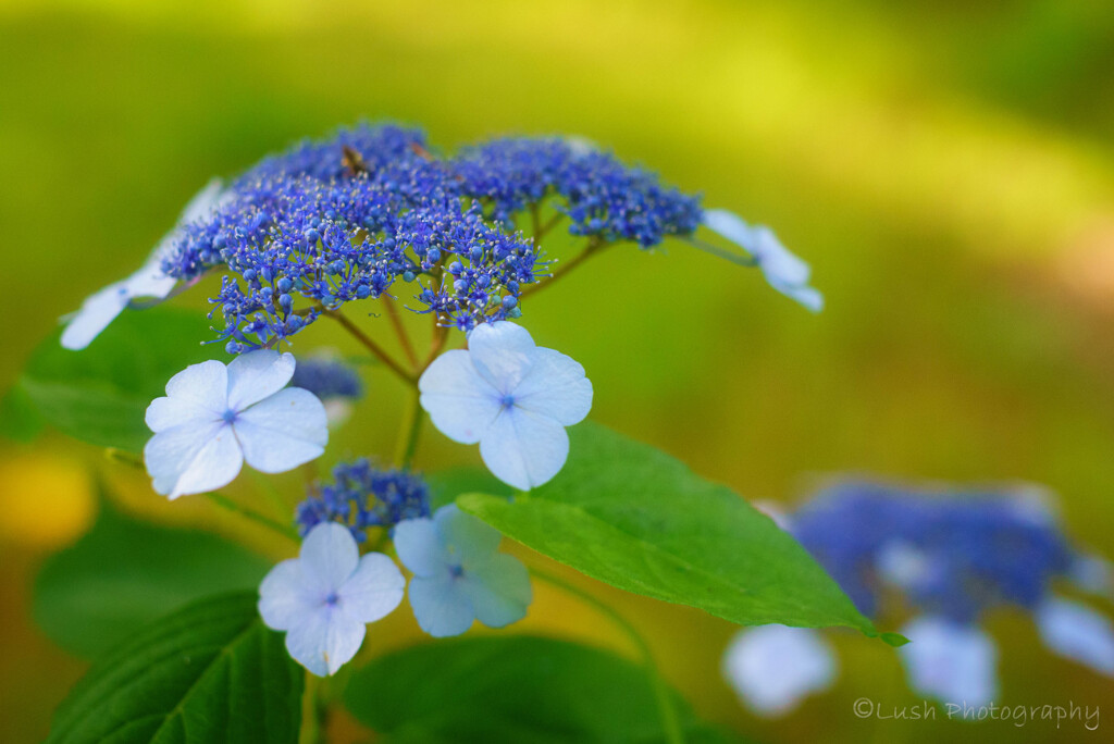 今日の紫陽花・・・