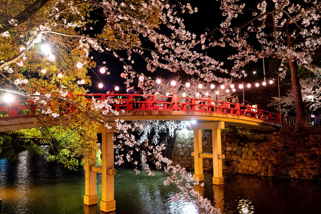 岡崎公園の桜