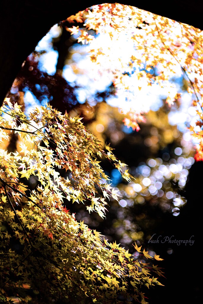 六義園の紅葉