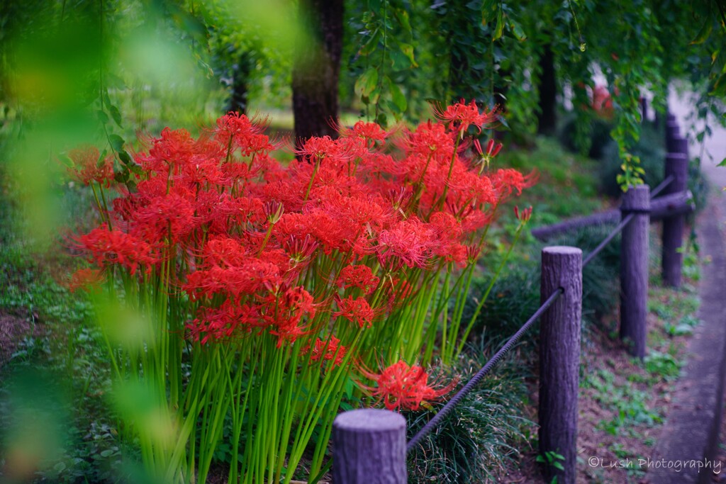 曼珠沙華・・・・