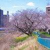 さくら咲く小道Ⅲ