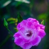 薔薇・・・・