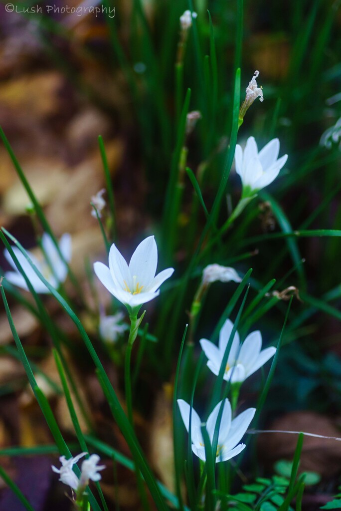 路傍の花・・・