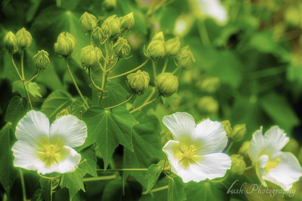 路傍の花・・・・