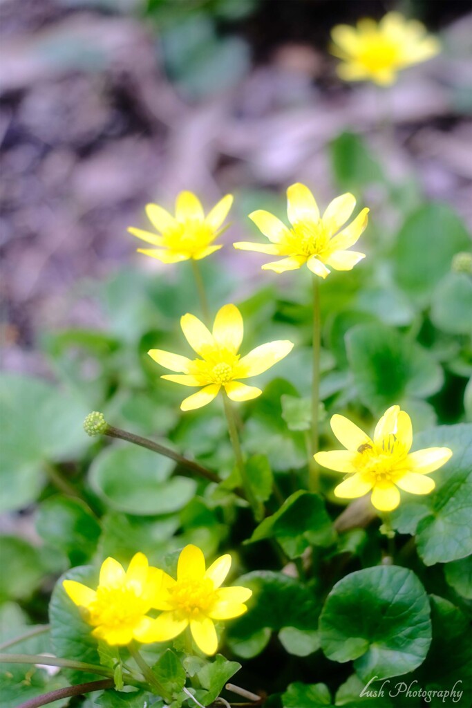 路傍の花・・・・