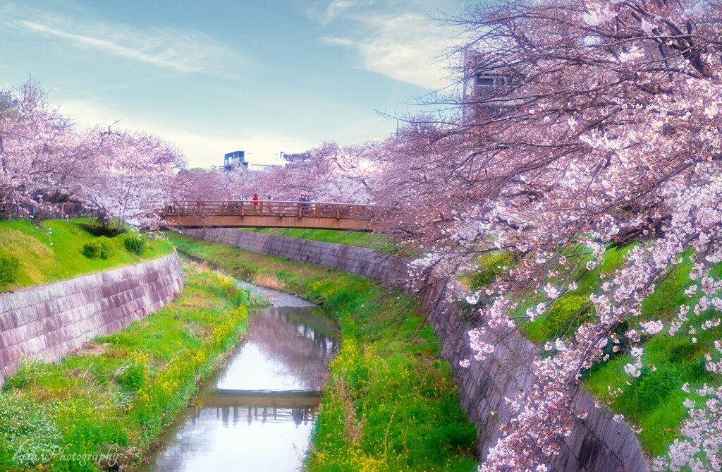 山崎川の桜・・・