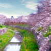 山崎川の桜・・・