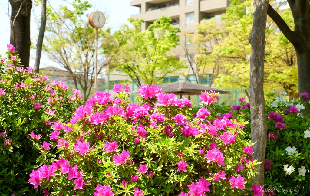 路傍の花・・・