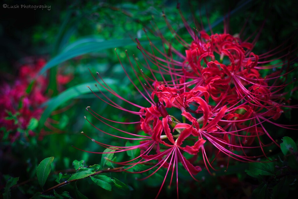 曼珠沙華・・・・