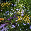 路傍の花・・・・