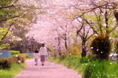 桜咲く小道・・・