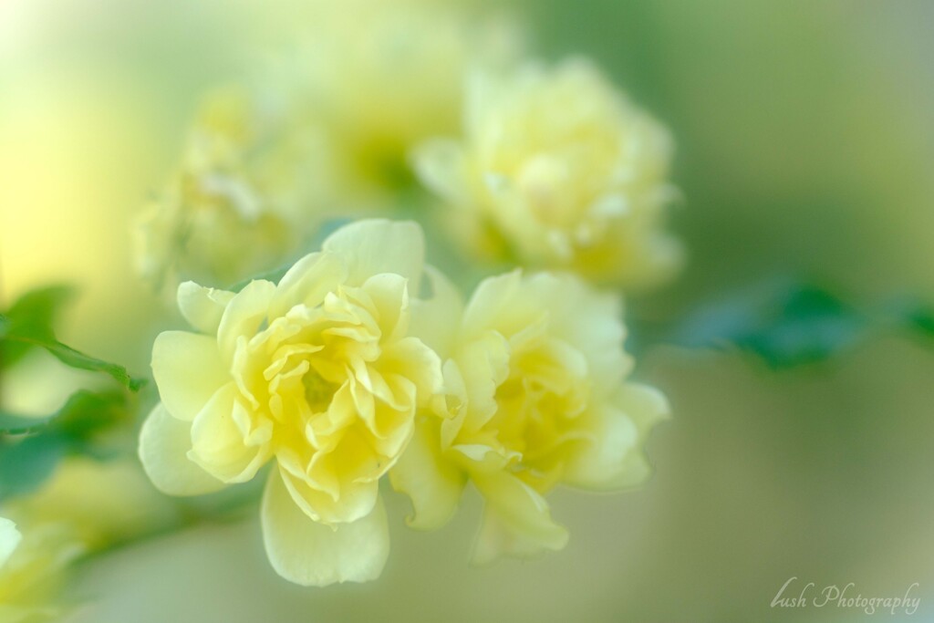 路傍の花・・・・