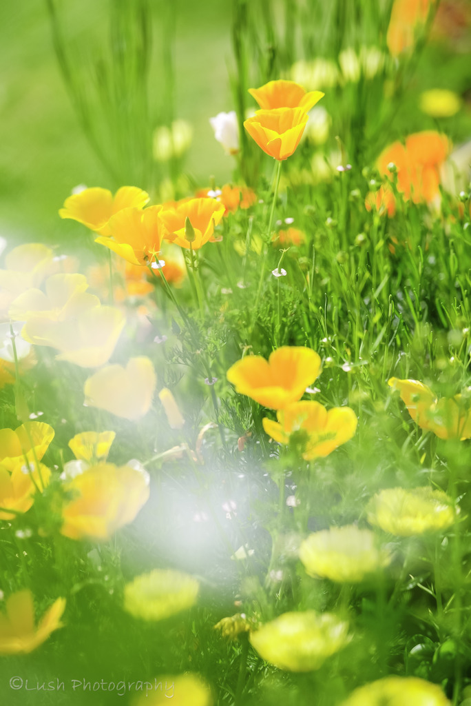 路傍の花・・・・