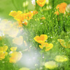 路傍の花・・・・