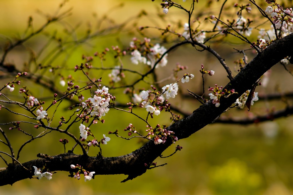 本日の開花状況