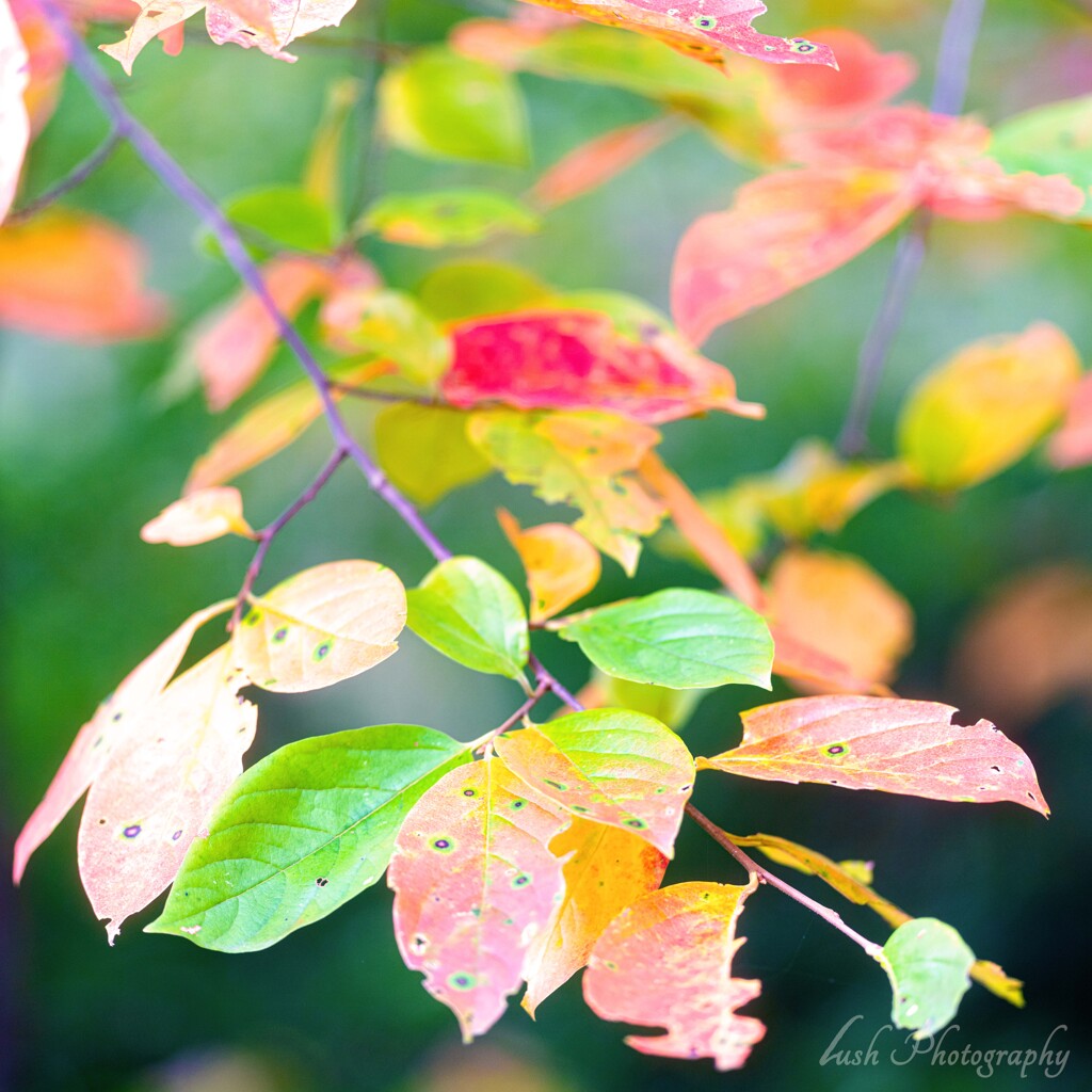 本日の秋色・・・