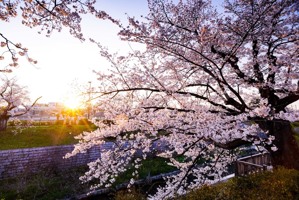 sakura