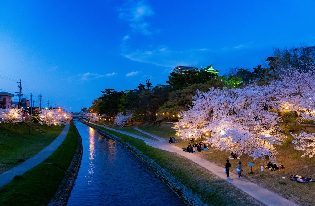 sakura