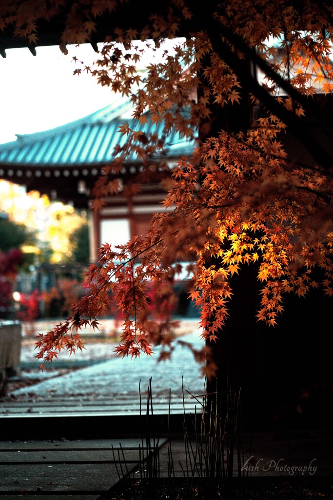 大森寺の紅葉