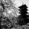 八事山興正寺の春