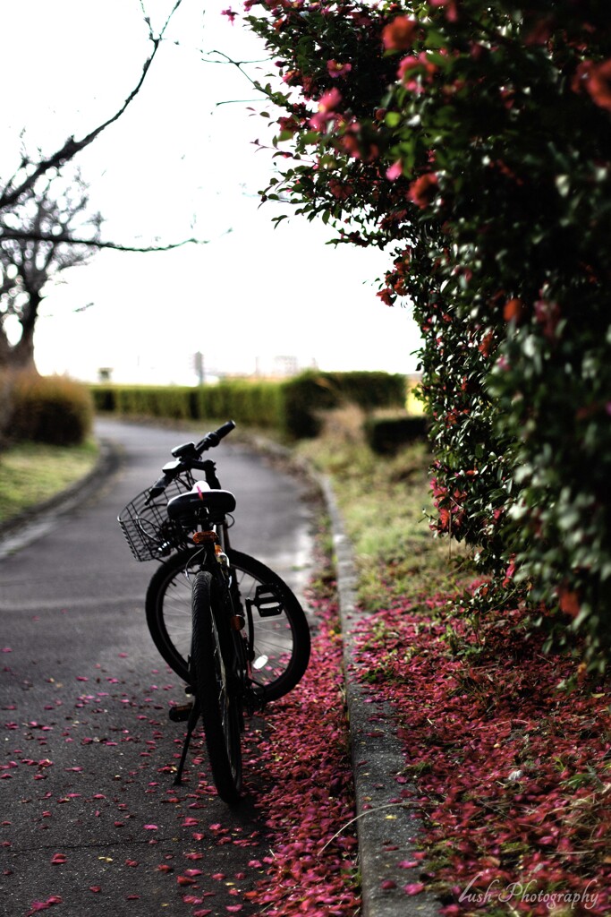 路傍の花・・・