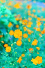 秋桜・・・・