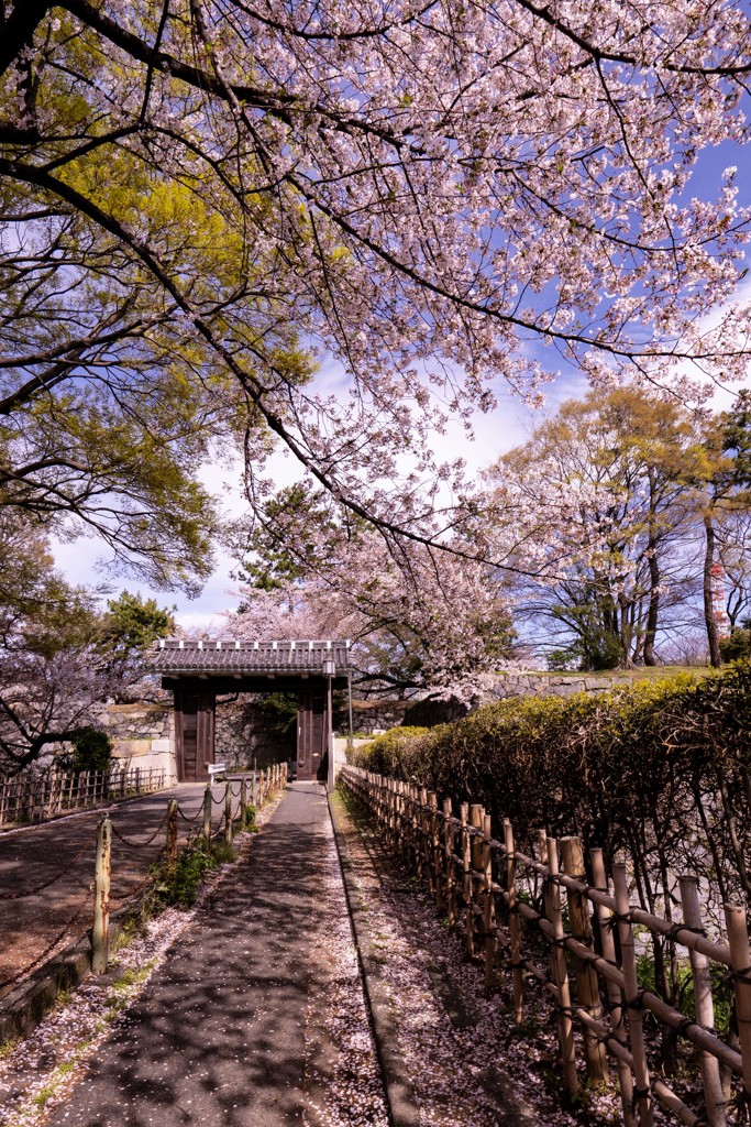 sakura